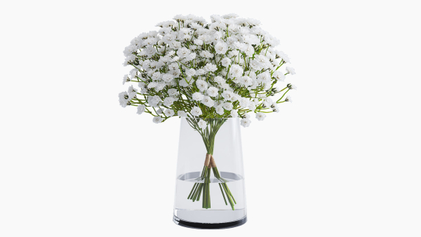 gypsophila