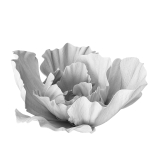 Gypsum flower