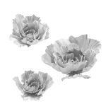 Gypsum flower