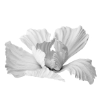 Gypsum flower