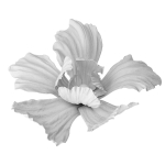 Gypsum flower