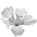 Gypsum flower
