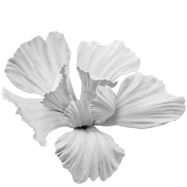 Gypsum flower