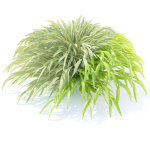 Hakonechloa macra grass vol 2