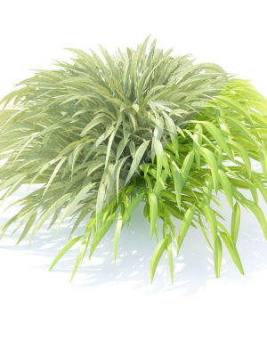 hakonechloa-macra-grass-vol-2-3d-model-max-obj-fbx-mat