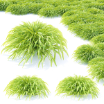 Hakonechloa macra grass vol 2
