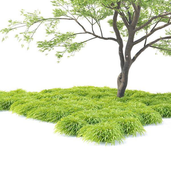 Hakonechloa macra grass vol 2