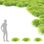 Hakonechloa macra grass vol 2