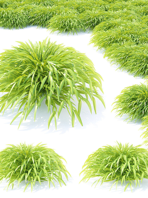Hakonechloa macra grass vol 2
