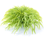 Hakonechloa macra grass vol 2