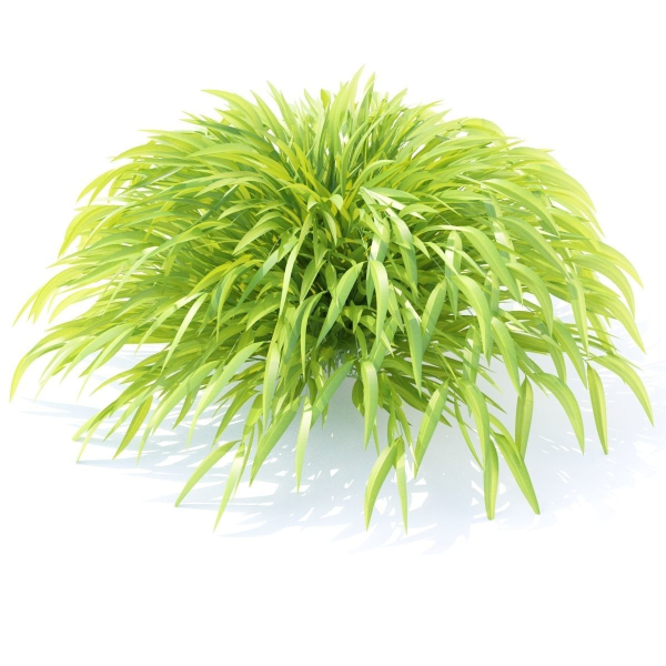 Hakonechloa macra grass vol 2