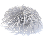 Hakonechloa macra grass vol 2