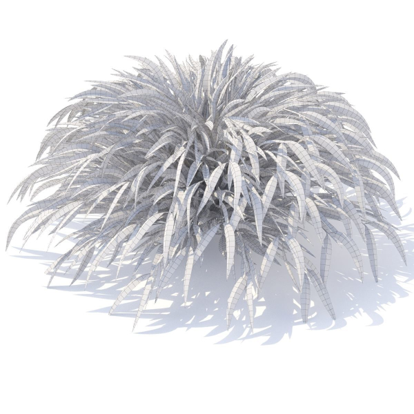 Hakonechloa macra grass vol 2