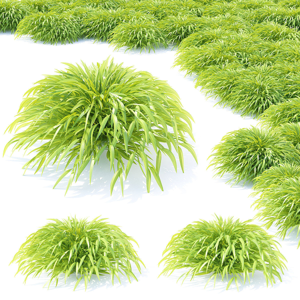 Hakonechloa macra grass vol 2