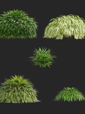 hakonechloa-macra-vol-4-3d-model-max-obj-fbx-mat