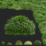 Hakonechloa macra vol 4