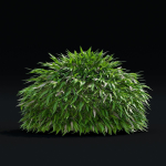 Hakonechloa macra vol 4