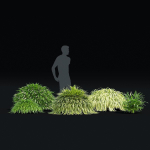 Hakonechloa macra vol 4