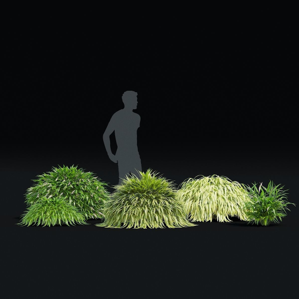 Hakonechloa macra vol 4