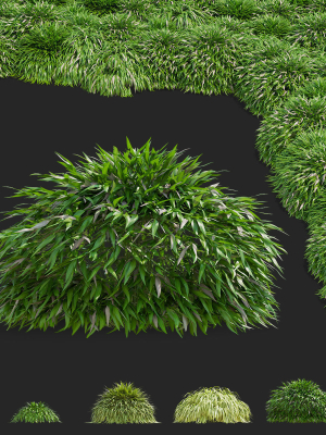 Hakonechloa macra vol 4