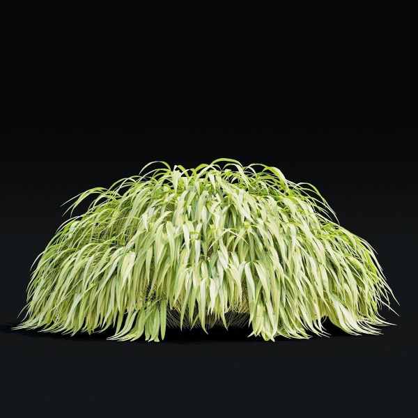 Hakonechloa macra vol 4