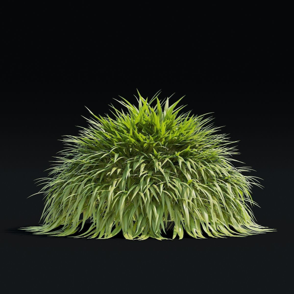 Hakonechloa macra vol 4