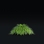Hakonechloa macra vol 4