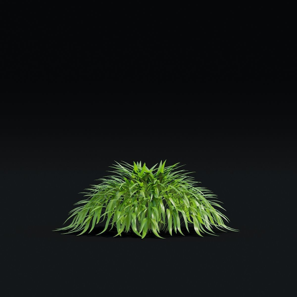 Hakonechloa macra vol 4