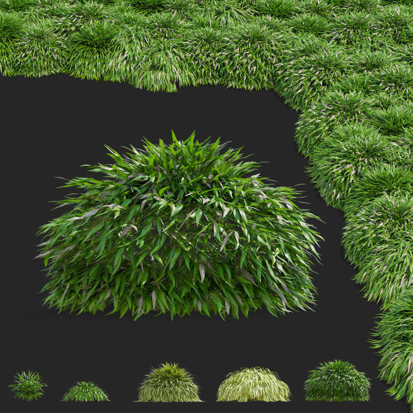 Hakonechloa macra vol 4