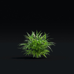 Hakonechloa macra vol 4