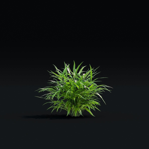 Hakonechloa macra vol 4