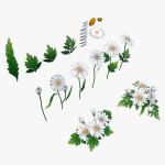 Handpainted Stylized Daisies
