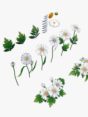 handpainted-stylized-daisies-3d-model-3685d3176b