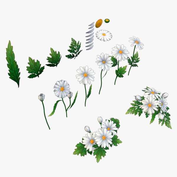 Handpainted Stylized Daisies