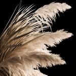 Hanging Bouquet Of Dry Reeds For Decoration 266
