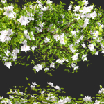 Hanging Plant 15