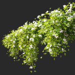 Hanging Plant 15