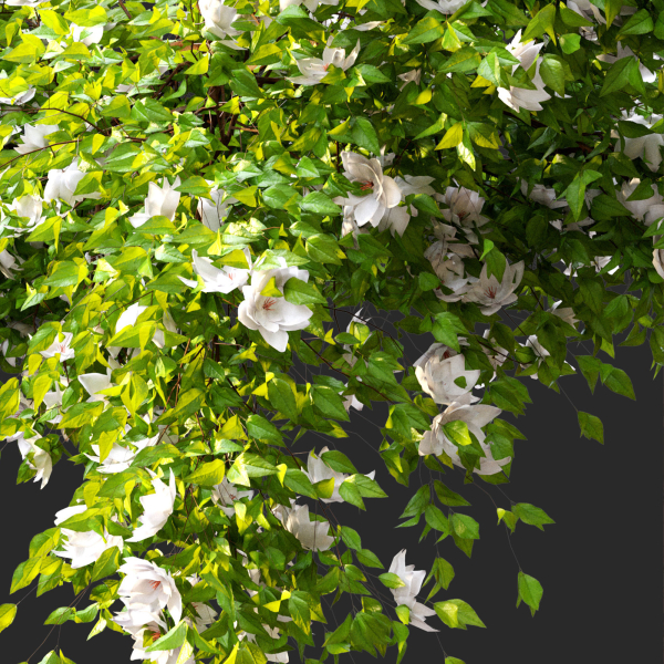 Hanging Plant 15