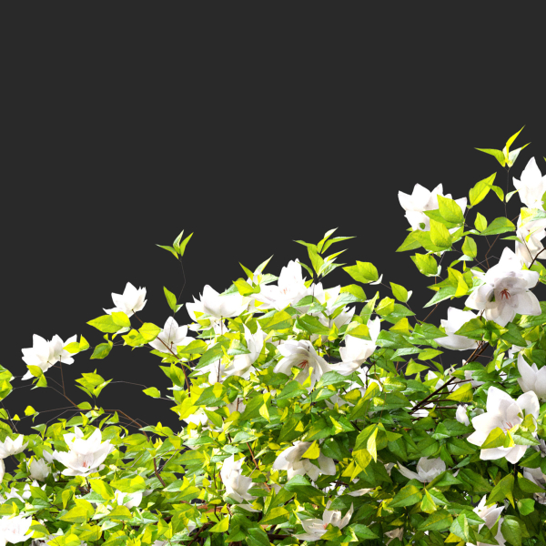 Hanging Plant 15