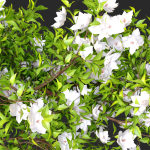 Hanging Plant 15