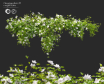 Hanging Plant 15