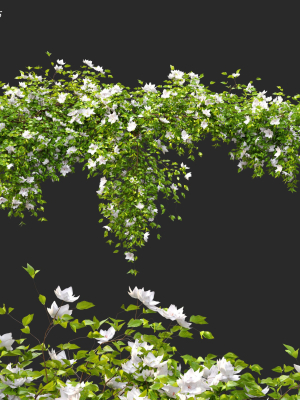 Hanging Plant 15