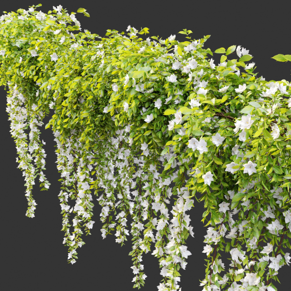 Hanging Plant 19