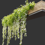 Hanging Plant 19