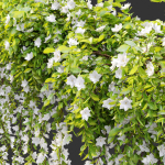 Hanging Plant 19