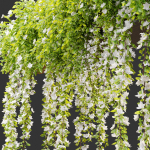 Hanging Plant 19