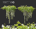 Hanging Plant 19