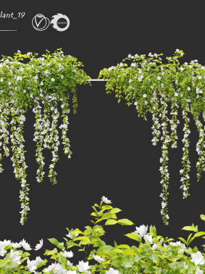 Hanging Plant 19