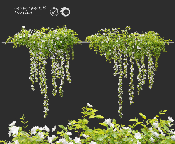 Hanging Plant 19