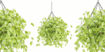 Hanging plants collection vol 142-Blender